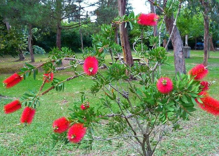 Campeggio Miami Poggio Mezzana